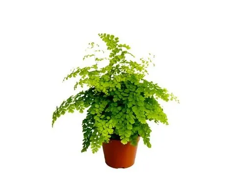 Adiantum Fragans Ø 12 cm H 30 cm