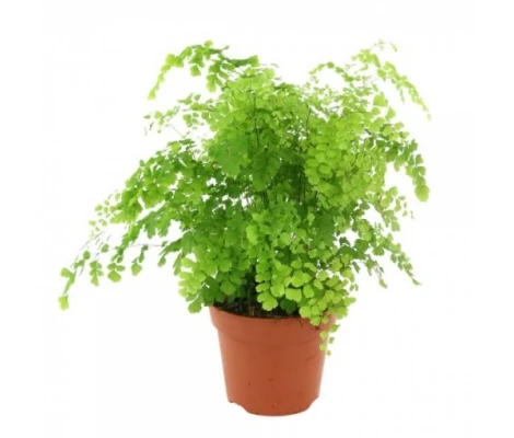 Adiantum Fragans Ø 12 cm H 30 cm